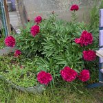 Пионы травянистые - ранний - officinalis Rubra Plena