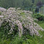 Кольквиция прелестная