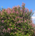 Сирень обыкновенная - Сирень Престон розовая