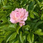 Пионы травянистые - Petite Elegance, первое цветение