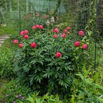 Пионы травянистые - Ellen Cowley середина июня