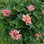 Пионы ИТО-гибриды - Kopper Kettle