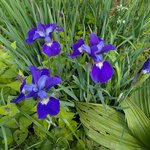 Ирисы сибирские