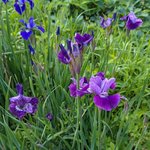 Ирисы сибирские