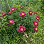 Пионы травянистые - Kaskaskia середина июня