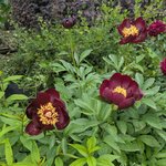 Пионы травянистые - Sable