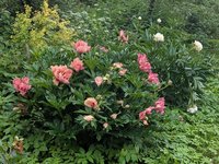 Пионы ИТО-гибриды - Kopper Kettle