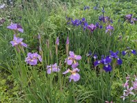 Ирисы сибирские