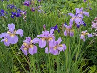 Ирисы сибирские - Rikugi Sakura