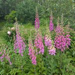 Наперстянка