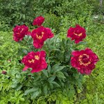 Пионы травянистые - Old Faithful в конце цветения