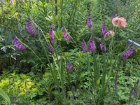 Гладиолус обыкновенный  - середина июня