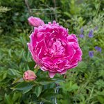 Пионы травянистые - August Dessert