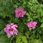 Пионы ИТО-гибриды - First Arrival