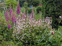 Гилления трехлистная - середина июня