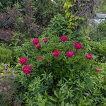 Пионы травянистые - "пурпурная феерия"