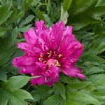 Пионы ИТО-гибриды