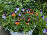 Другие фиалки - американская серия ампельных виол