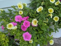 Петуния садовая - американская серия Изи Вейв "Свит Таффи Микс"