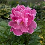 Пионы травянистые - August Dessert раскрылся