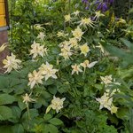 Аквилегия гибридная