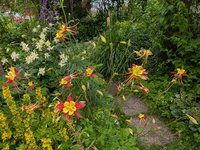 Аквилегия гибридная