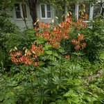 Лилия мартагон - Russian Morning