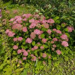 Гортензия древовидная Invincibelle Spirit - июль