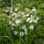 Просвирник мускусный 