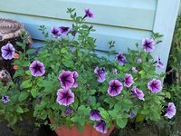 Петуния садовая - "Ампельная опера" Парпл Вейн