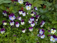 Другие фиалки - американская серия ампельных виол