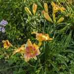 Лилейник - Irresistible Charm