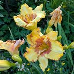 Лилейник - Irresistible Charm