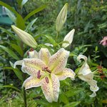 Лилия восточная - tigermoon