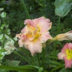 Лилейник - Susan Prichard Petit