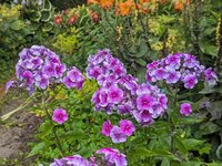 Флокс метельчатый - Алексей Ленский