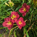 Лилейник - Siloam Paul Watts