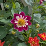 Георгина однолетняя