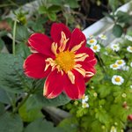 Георгина однолетняя