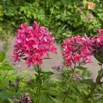 Флокс метельчатый - Клеопатра