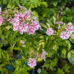 Флокс метельчатый - Твистер