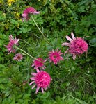 Эхинацея пурпурная - Southern Belle