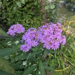 Флокс метельчатый - высокий мелкоцветковый