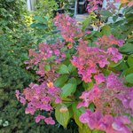 Гортензия метельчатая Wim's Red