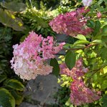 Гортензия метельчатая Vanille Fraise