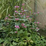 Хелоне косая - сентябрь