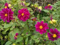 Георгина однолетняя