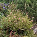 Пятилисточник кустарниковый Pink Beauty