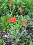 Тюльпаны ботанические - Тюльпан Грейга Red Riding Hood 