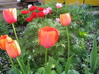 Тюльпаны Русские гиганты - Сергий Радонежский